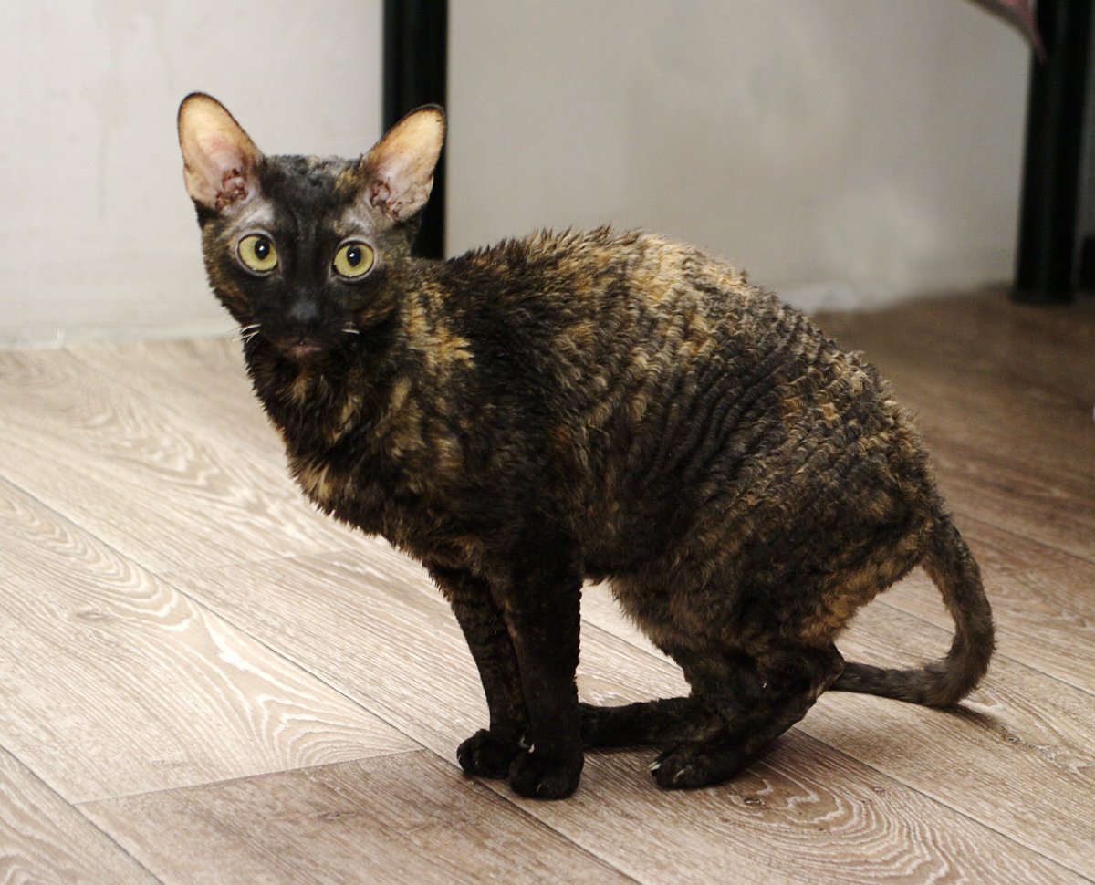 Смесь сфинкса и британца