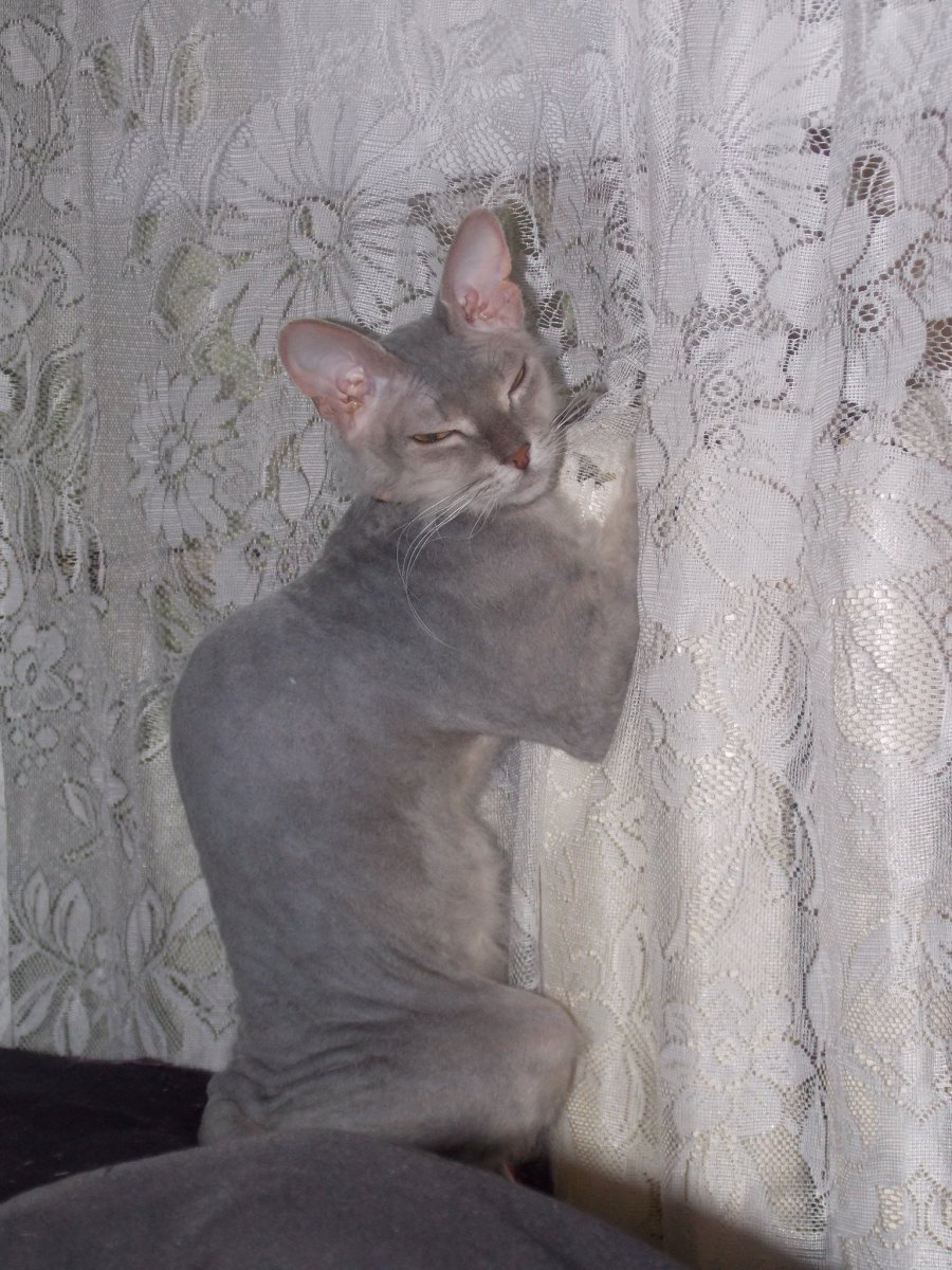 Корниш рекс белый