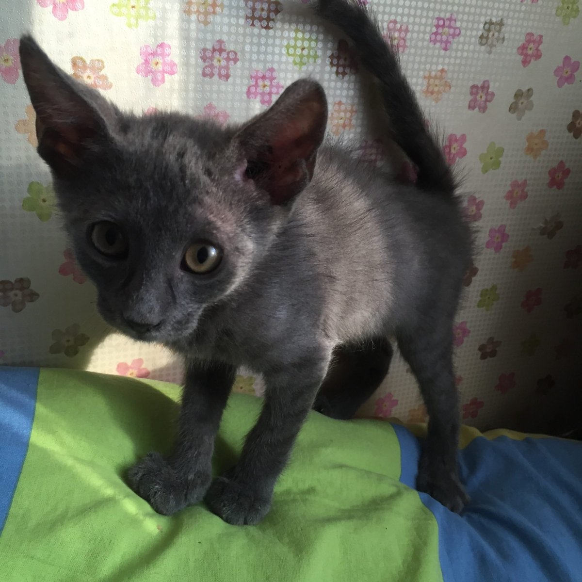 Метис сфинкса и перса