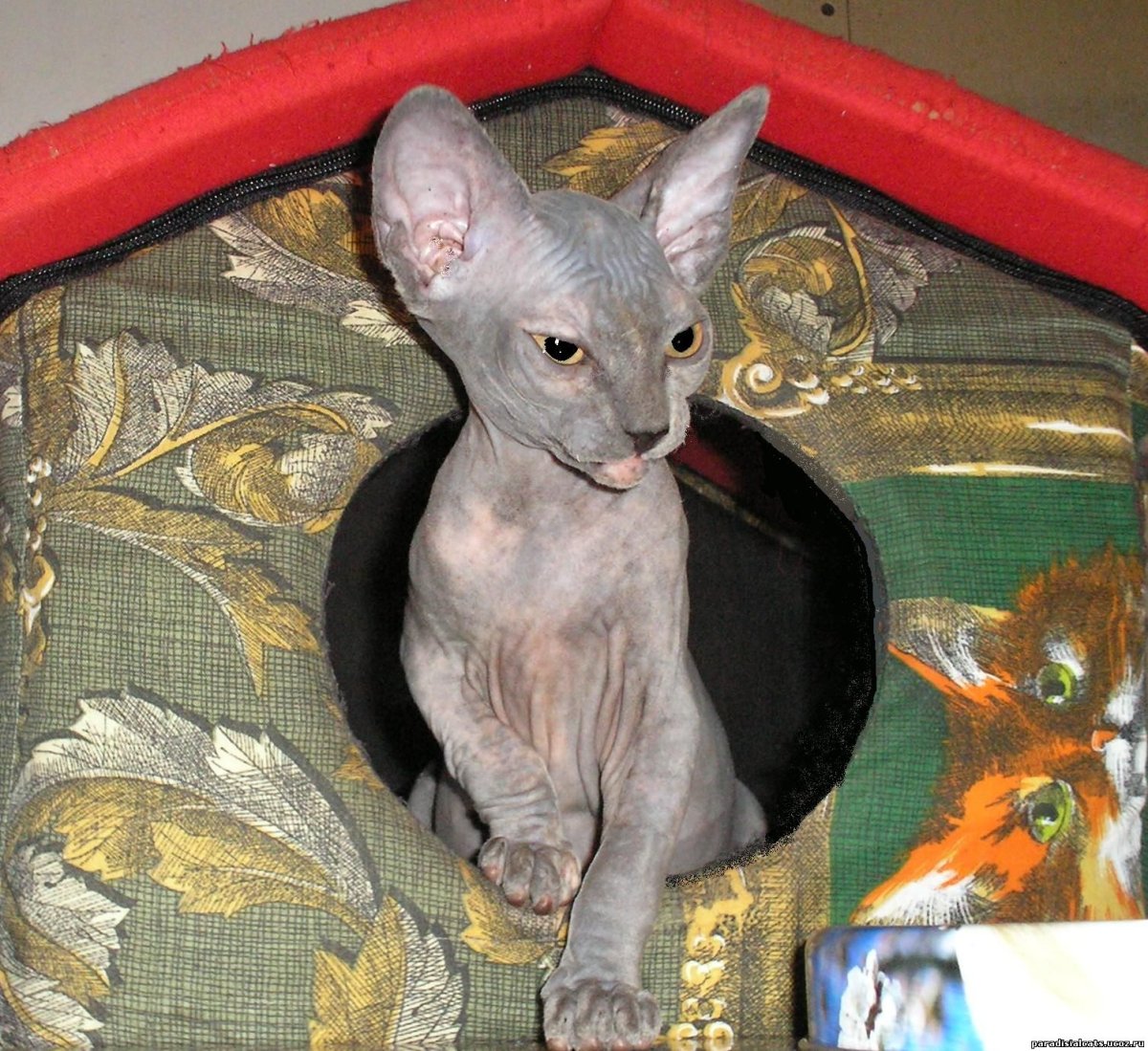 Порода кошек Ликой