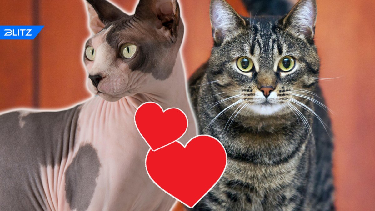 Метис сфинкса и перса