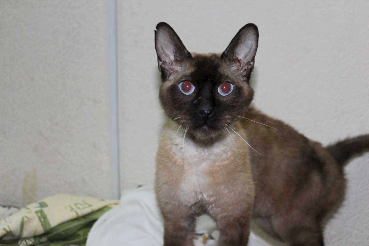 Донской канадский и Петерболд