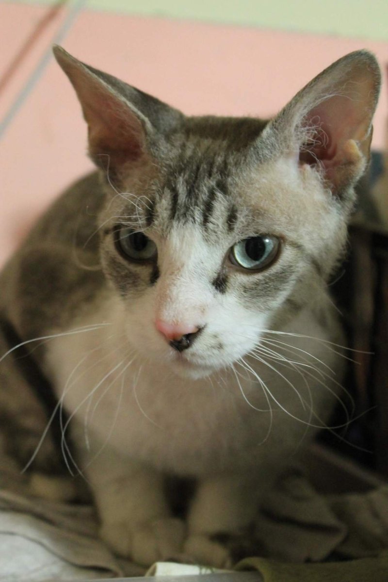 Дальневосточный сфинкс Леша