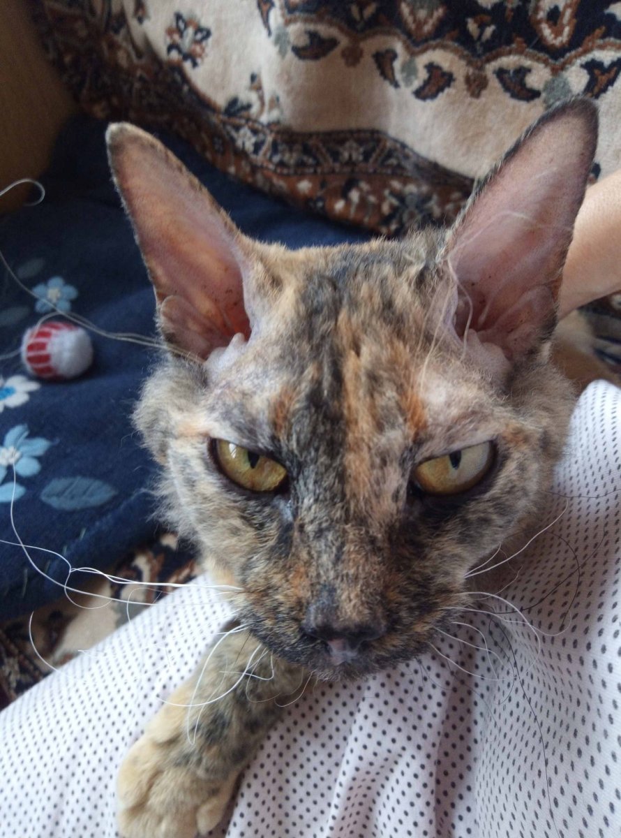 Сфинкс и британец