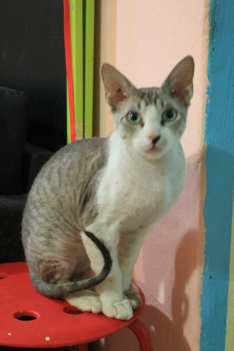 Помесь сфинкса и рыжего кота