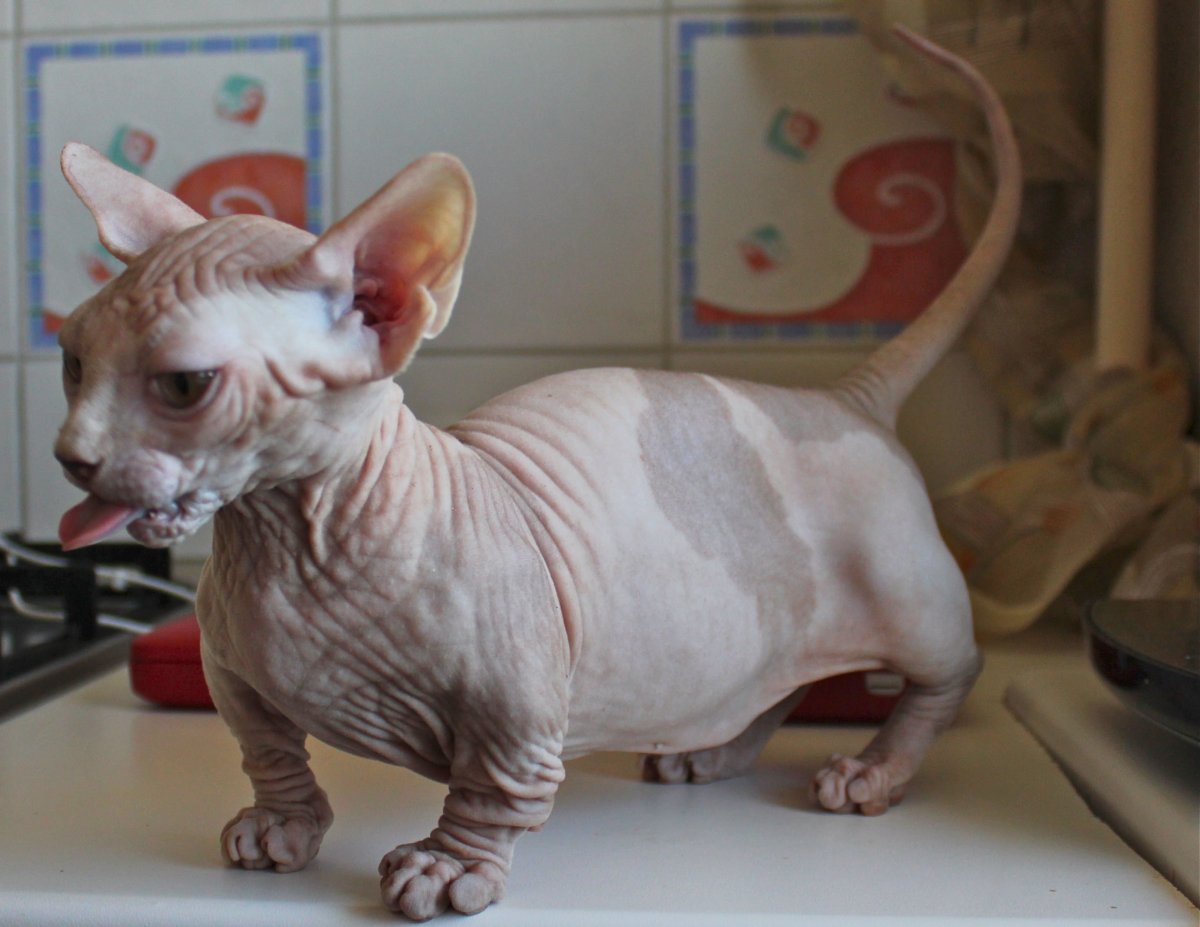 Сфинкс и британец скрестить