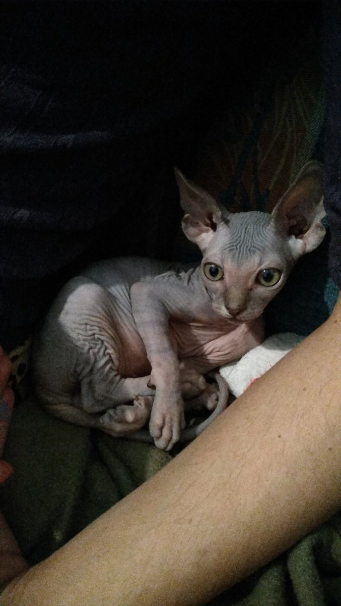 Кот Ликой метис