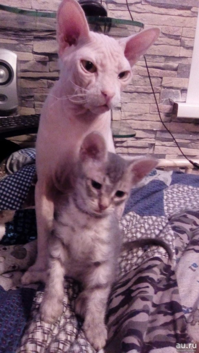 Дальневосточный сфинкс Леша