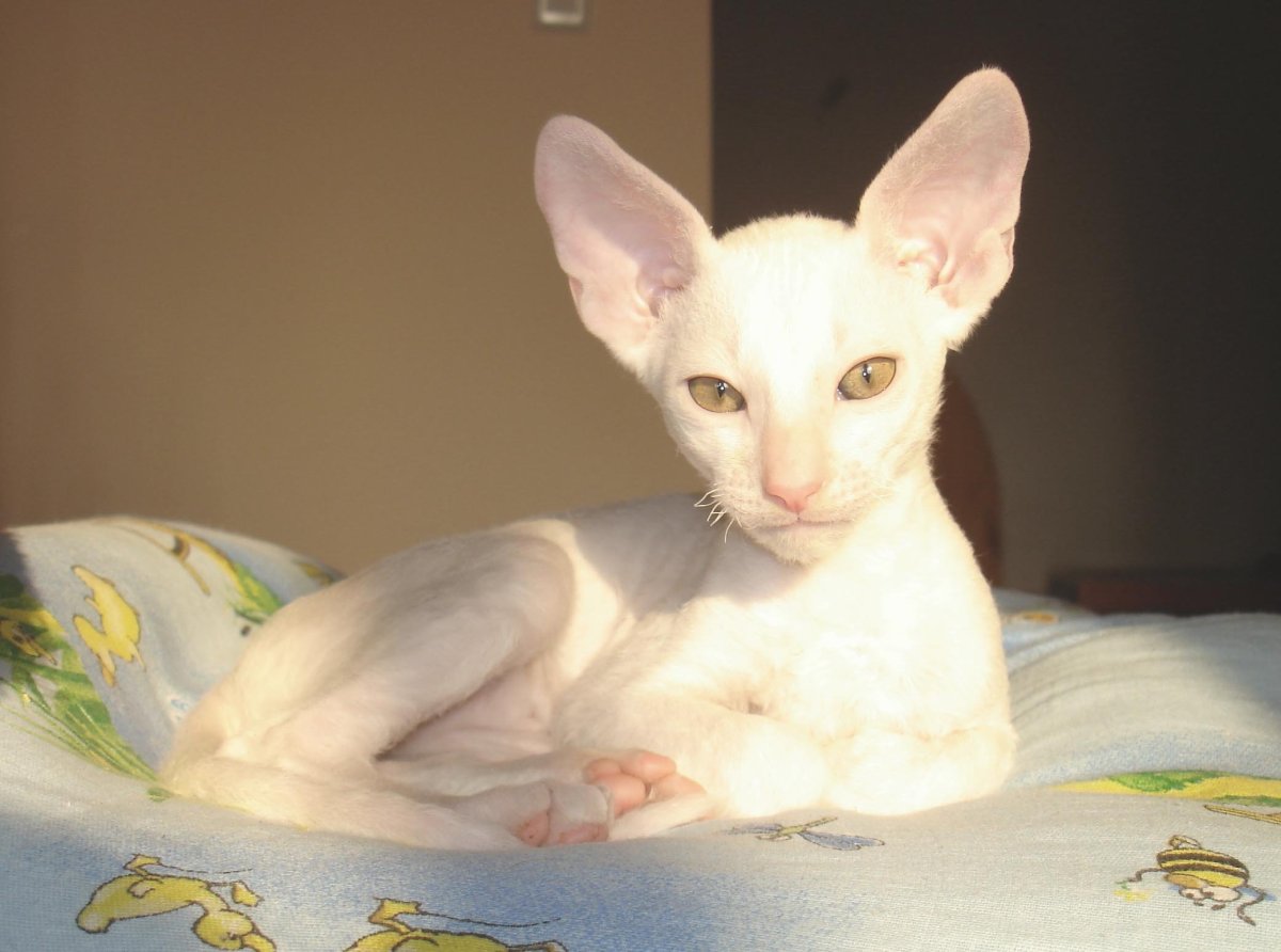 Метис Корниш Рекса