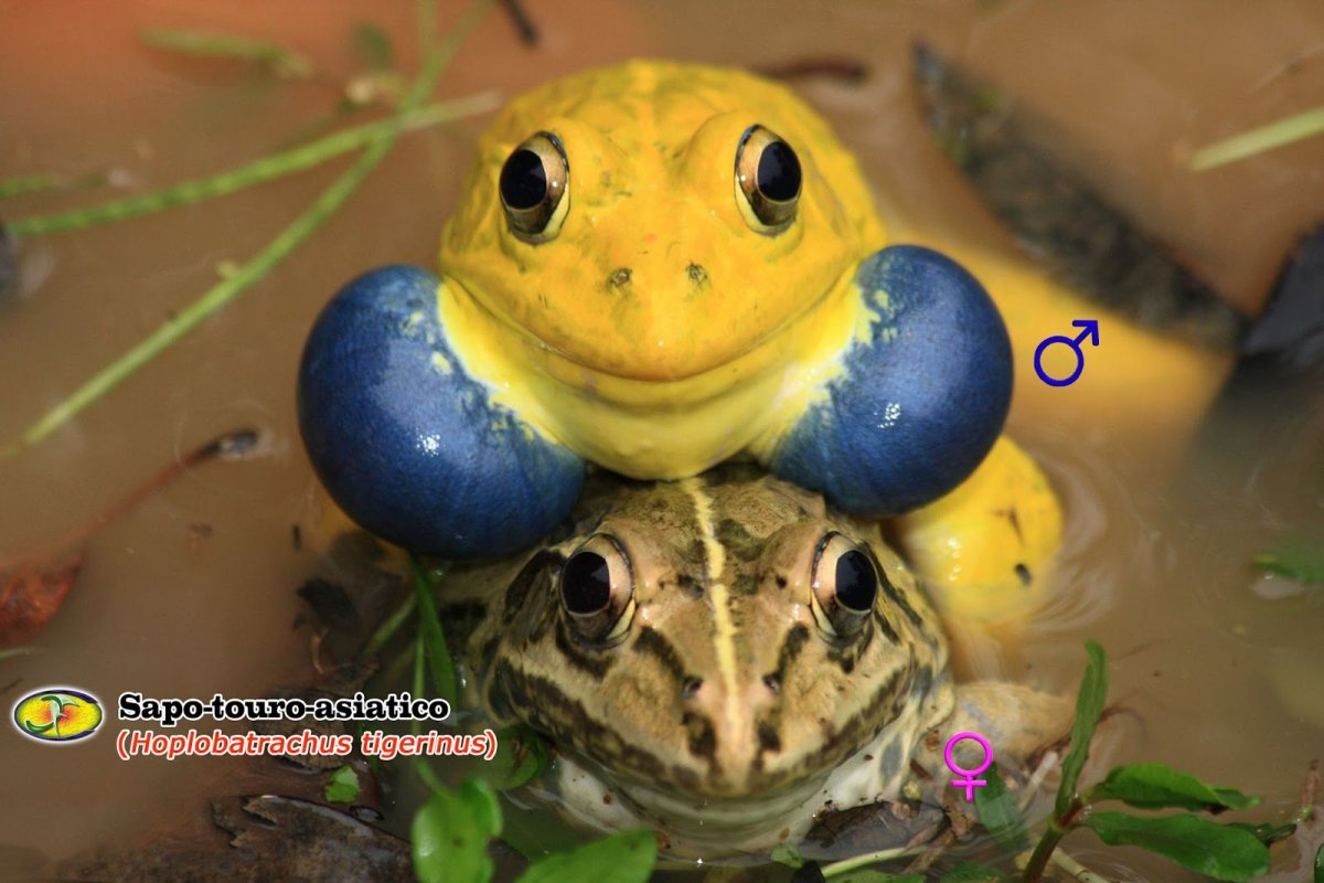 Лягушка бык водонос