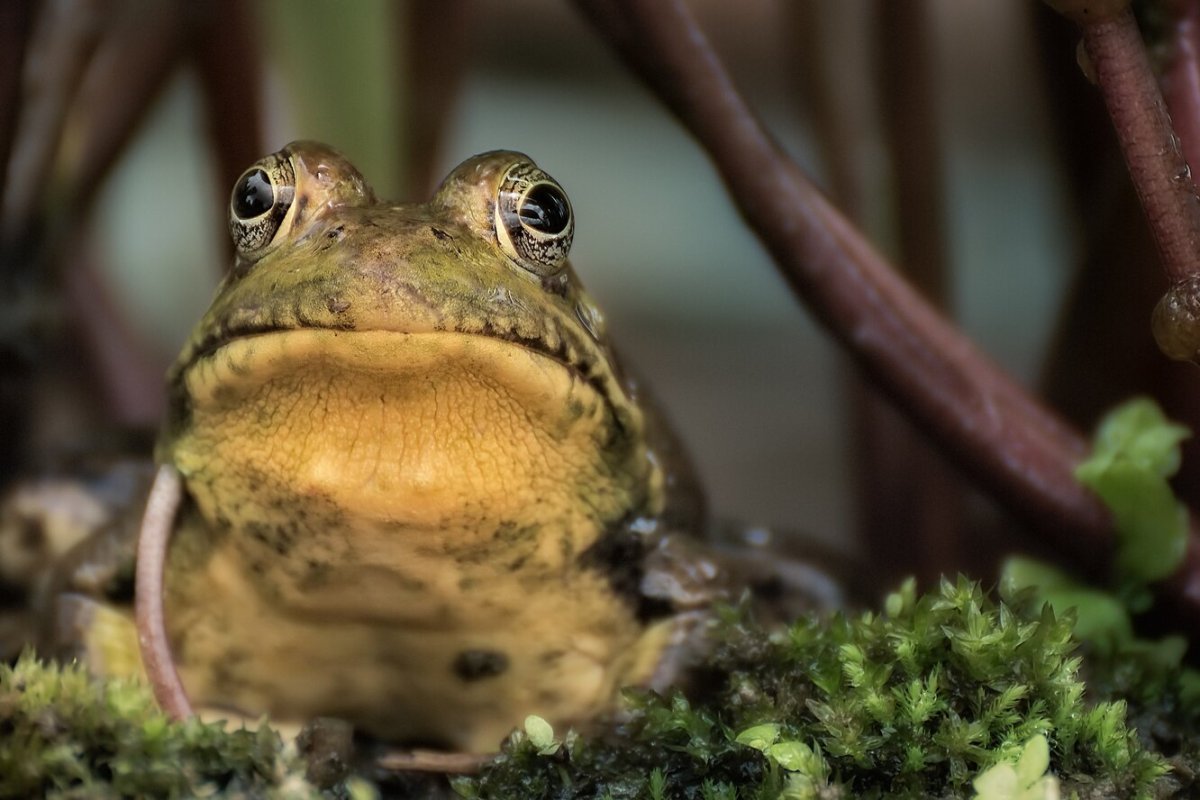 Лягушка с сердечками