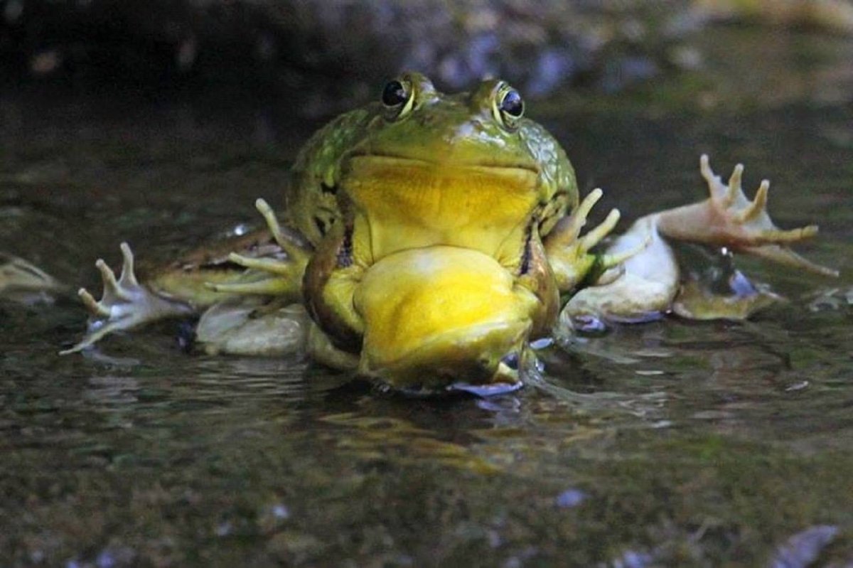 Смешные лягушки