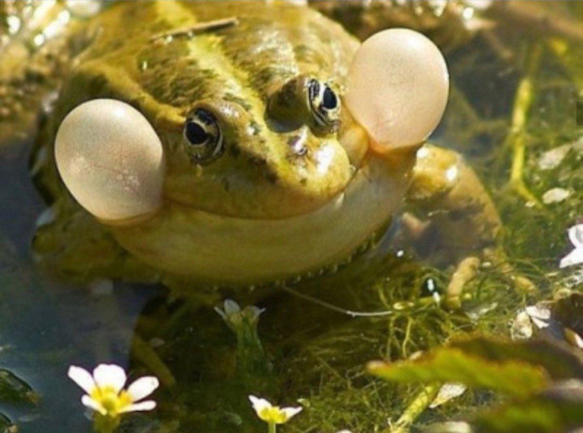 Жирная лягуха