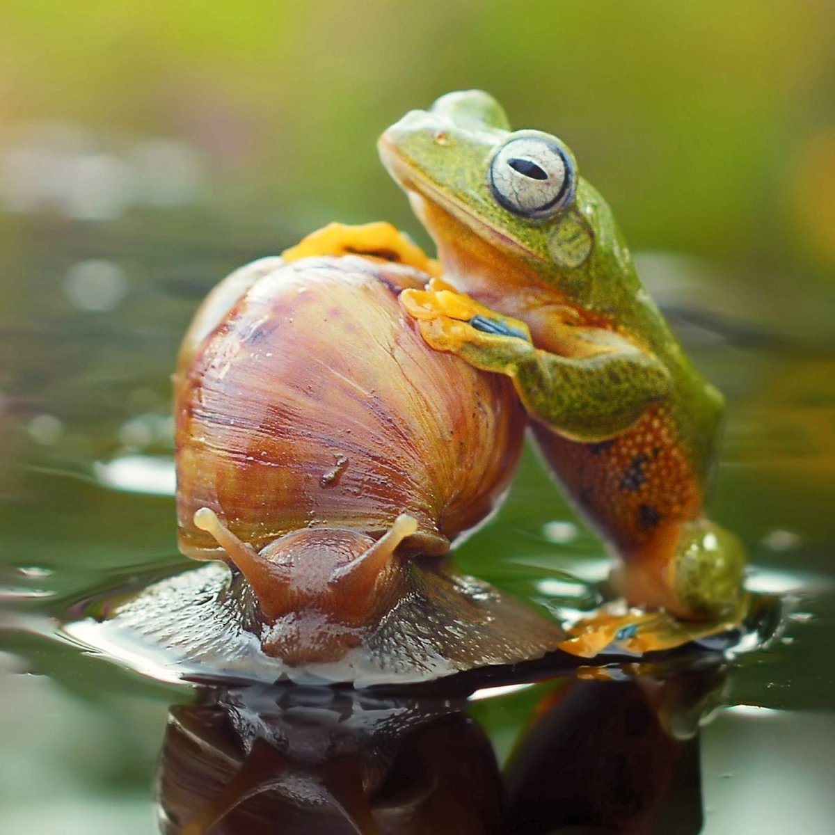 Лягушка, квакша, Тритон, саламандра, жаба