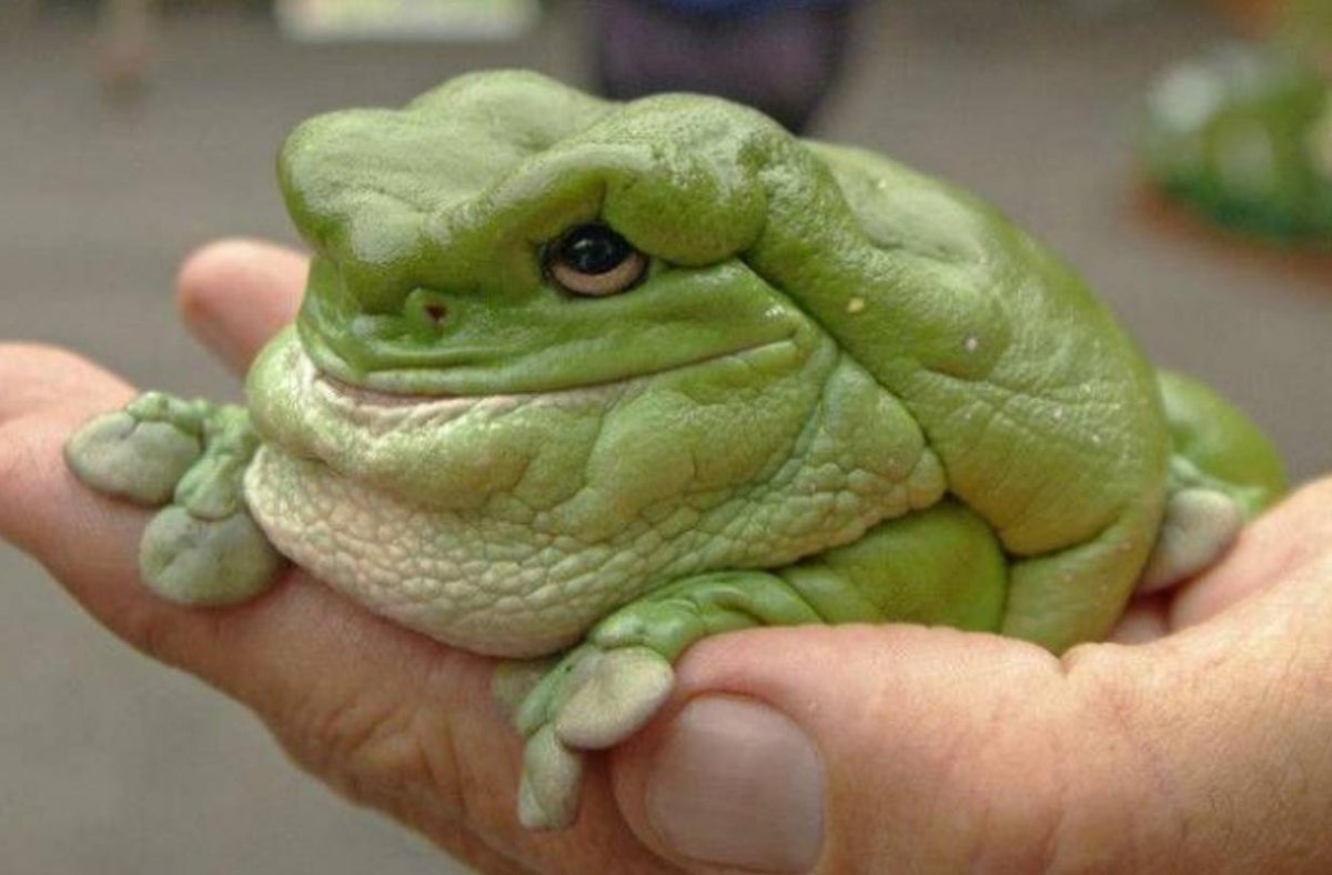 Лягушка с надутыми щеками