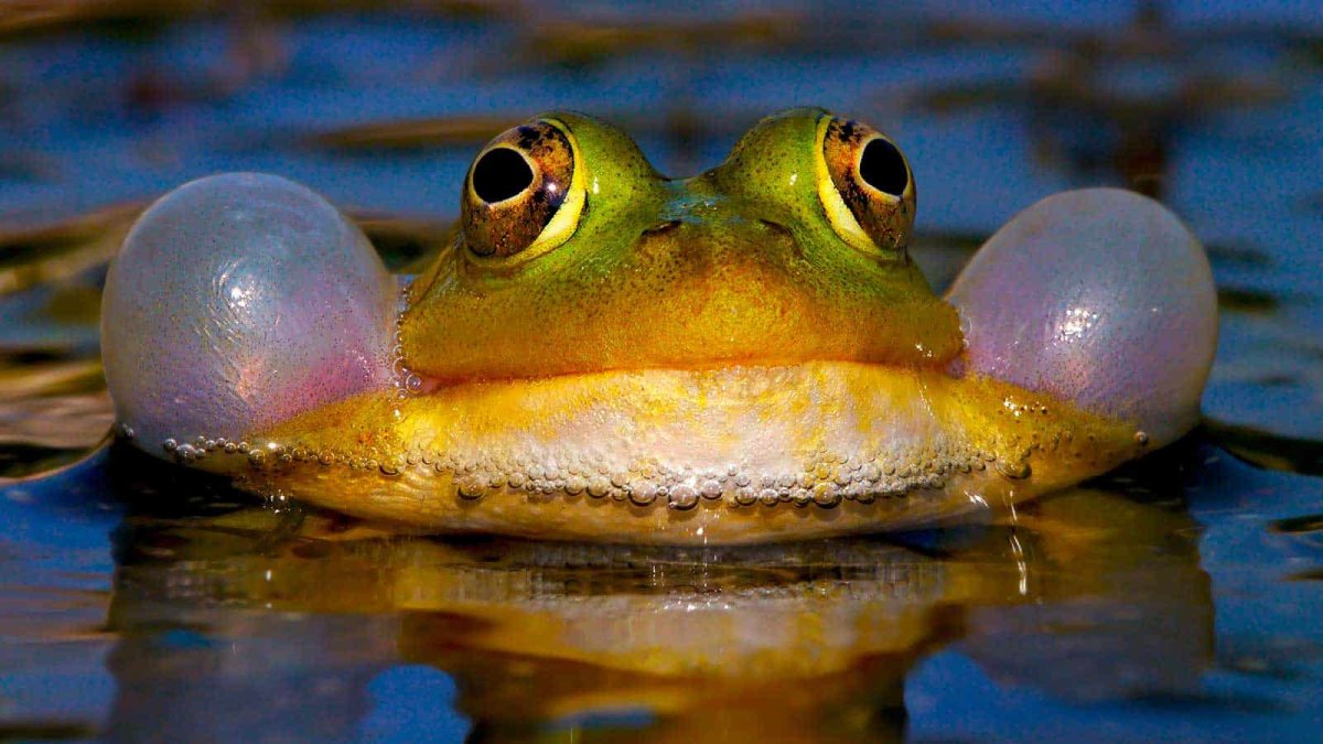 Смешной Бегемотик