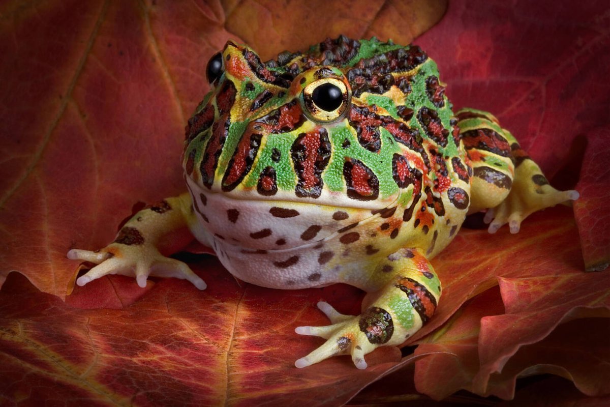 Лягушка с пузом