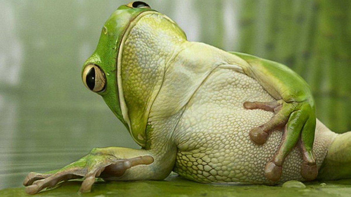 Индокитайская роющая лягушка