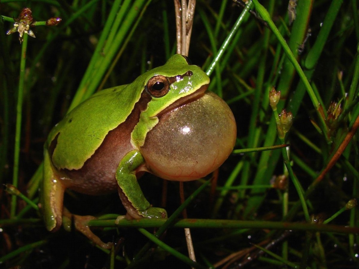 Надутая лягушка