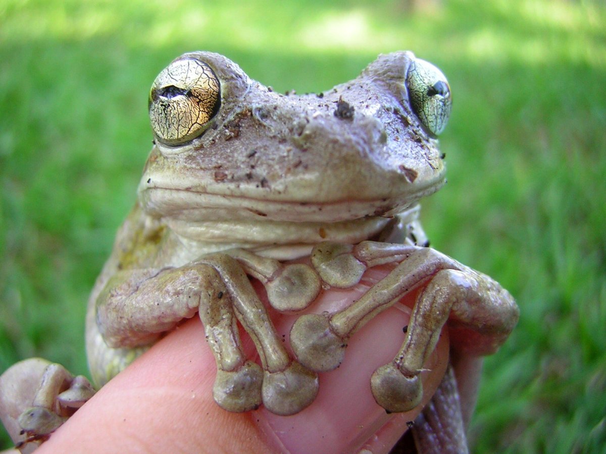 Красноглазая квакша головастики