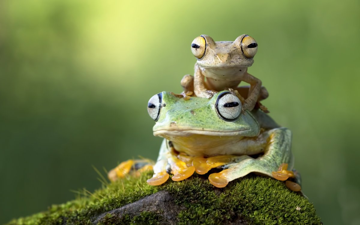 Капский узкорот