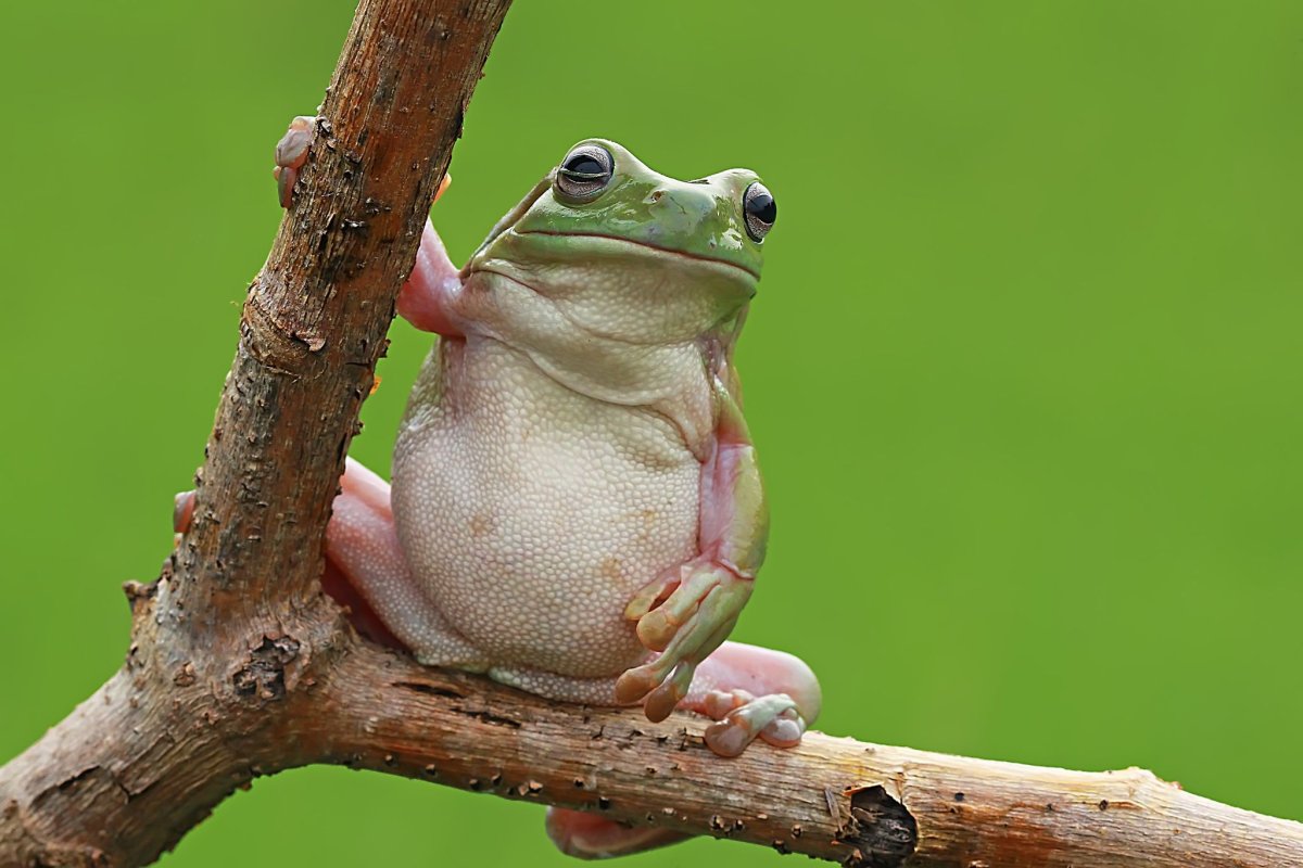 Лягушка с пузом