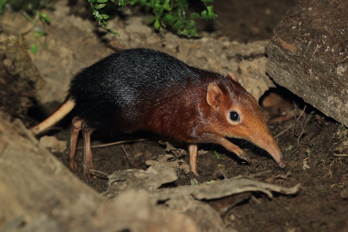 Землеройки слоны