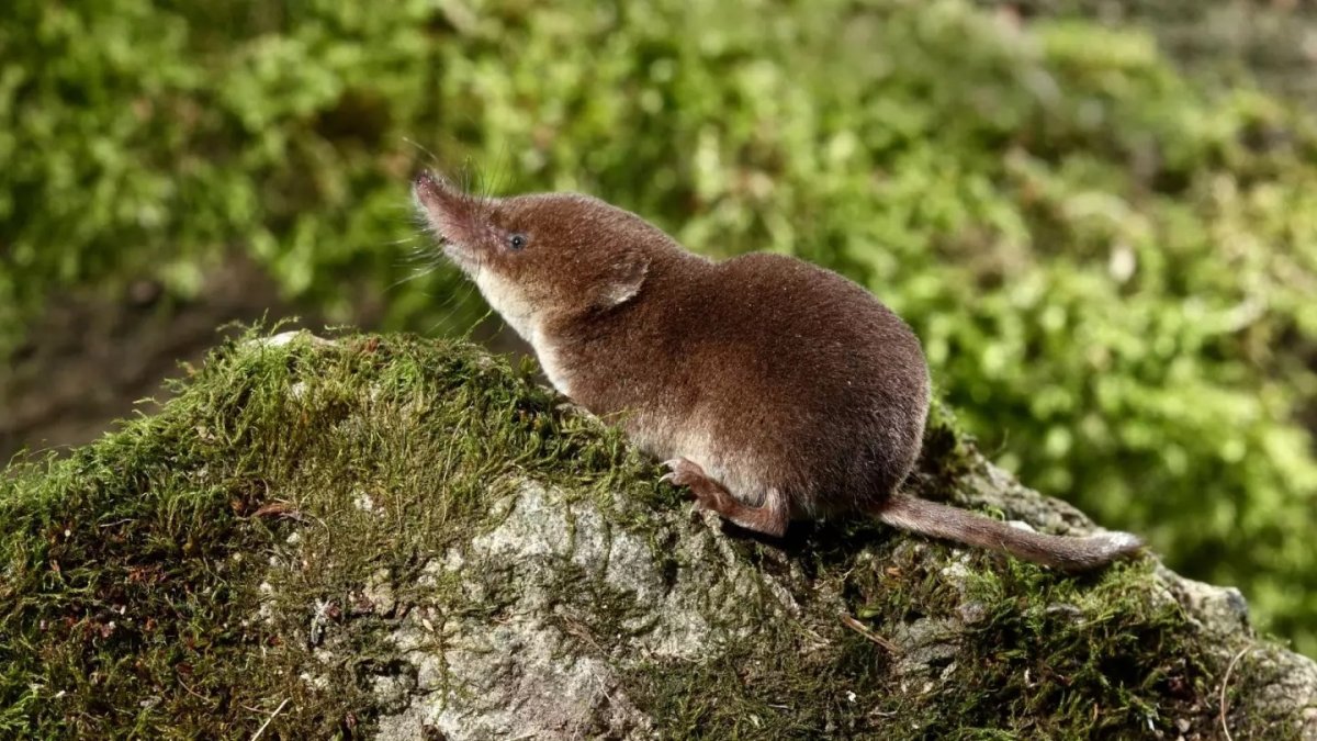 Арктическая бурозубка