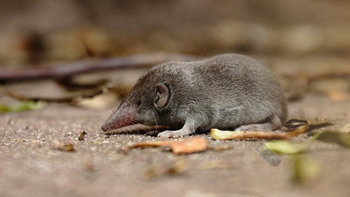 Бурозубка маленькая Крымская