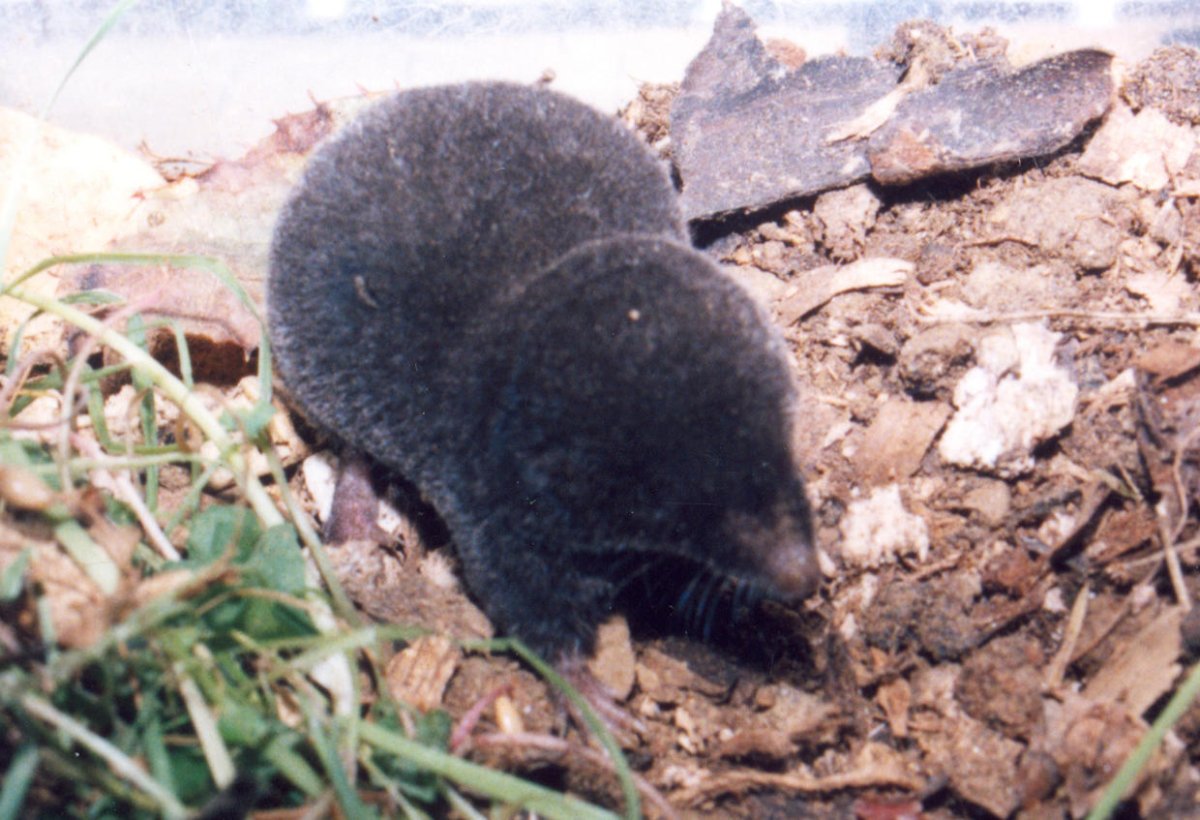 Землеройка черная