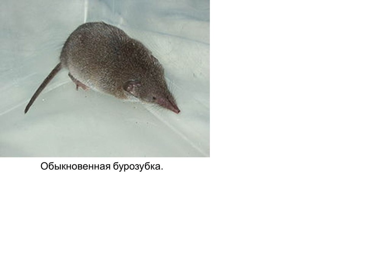 Малая белозубка краткое описание