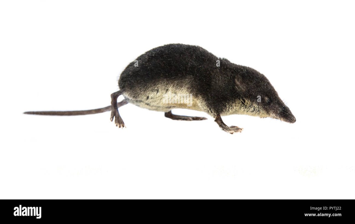 Водяная кутора