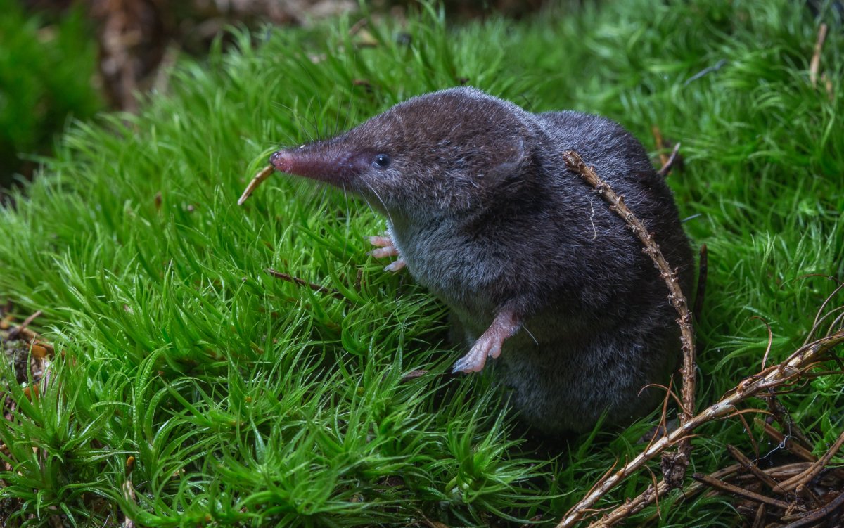 Арктическая бурозубка