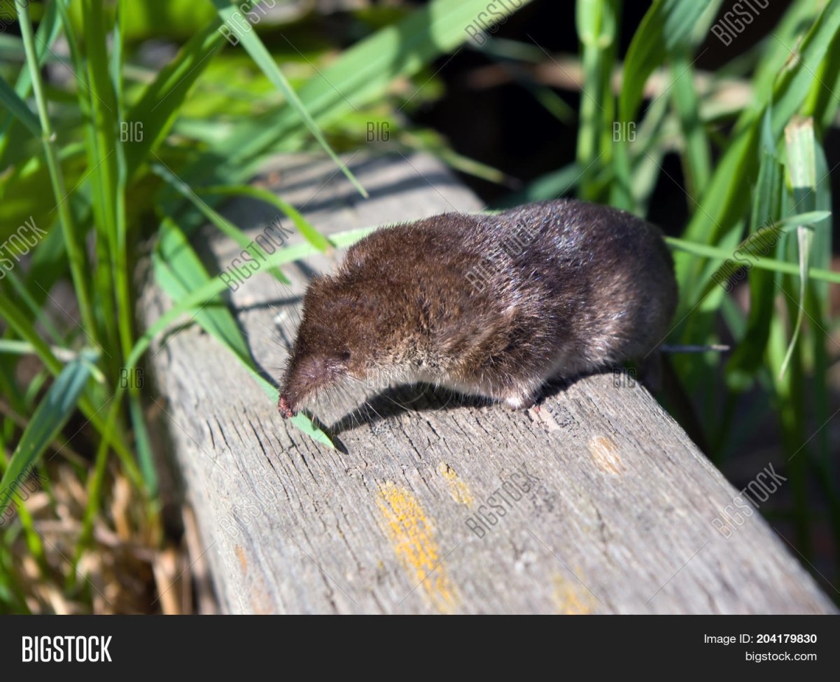 Анастасия землеройка