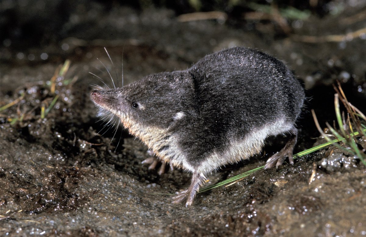 Водяная землеройка кутора