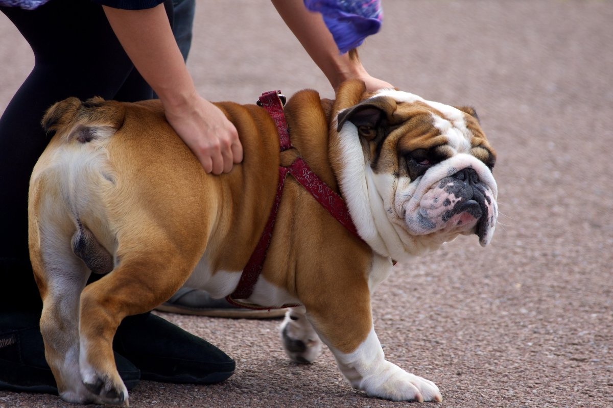Бразильский бульдог