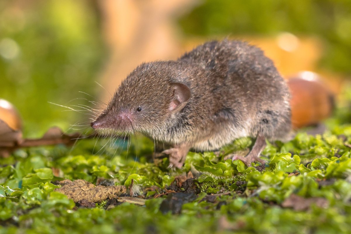 Crocidura Russula