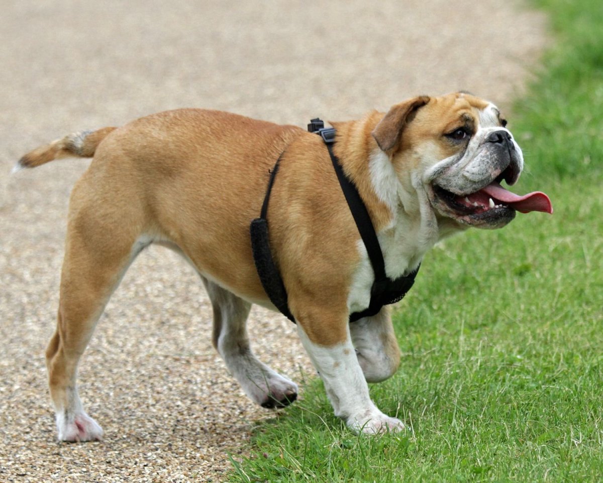 Английский бульдог и овчарка