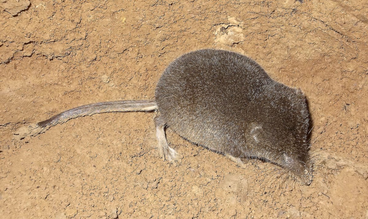 Тундряная бурозубка