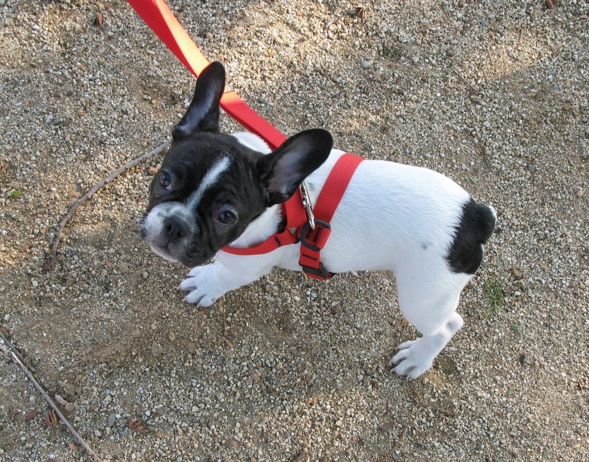 Анатомия английского бульдога