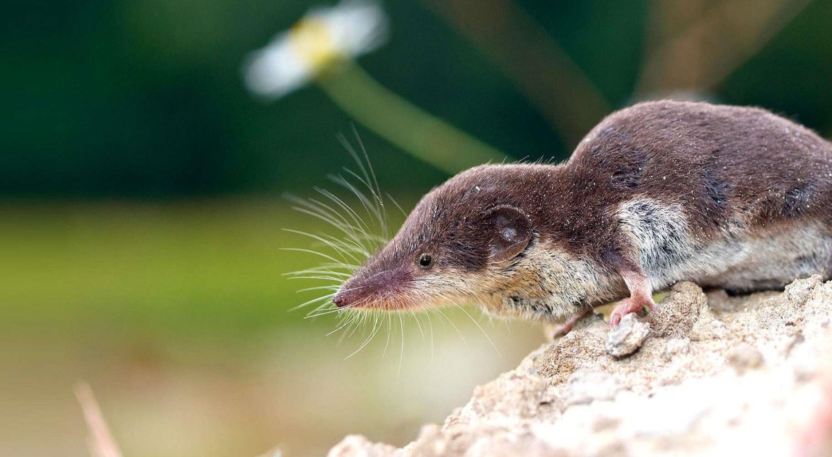 Тундровая бурозубка