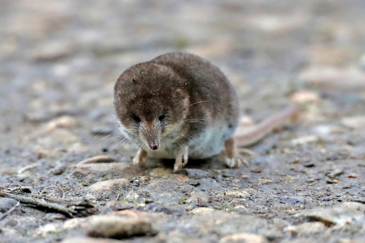 Обыкновенная кутора