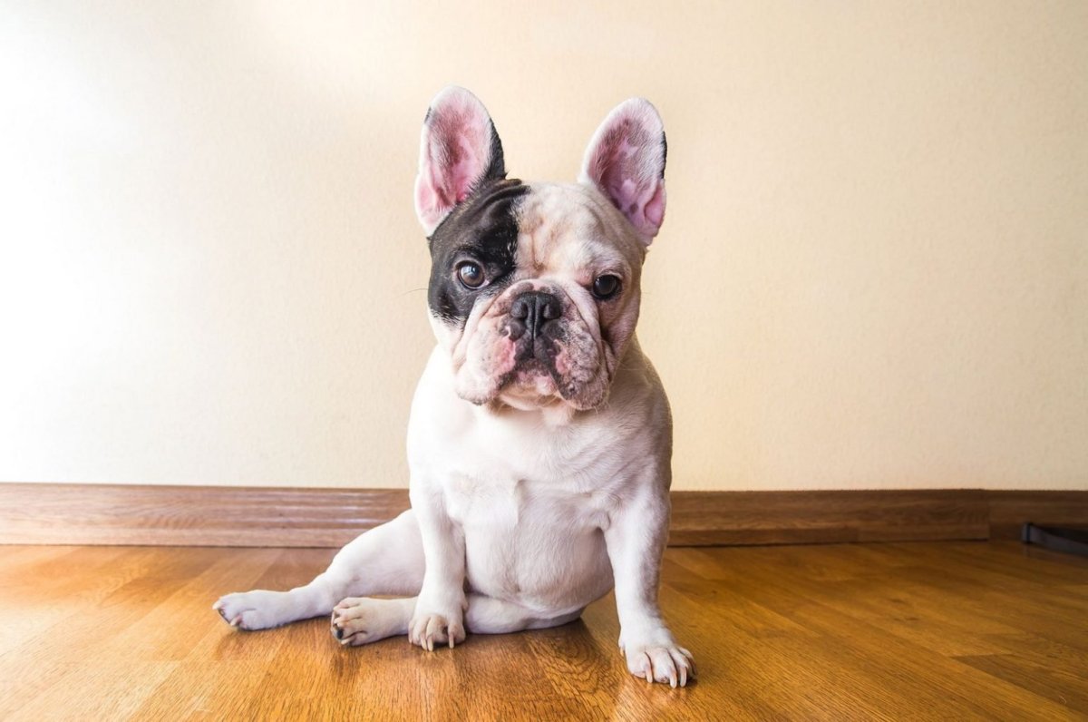 Бостон бульдог