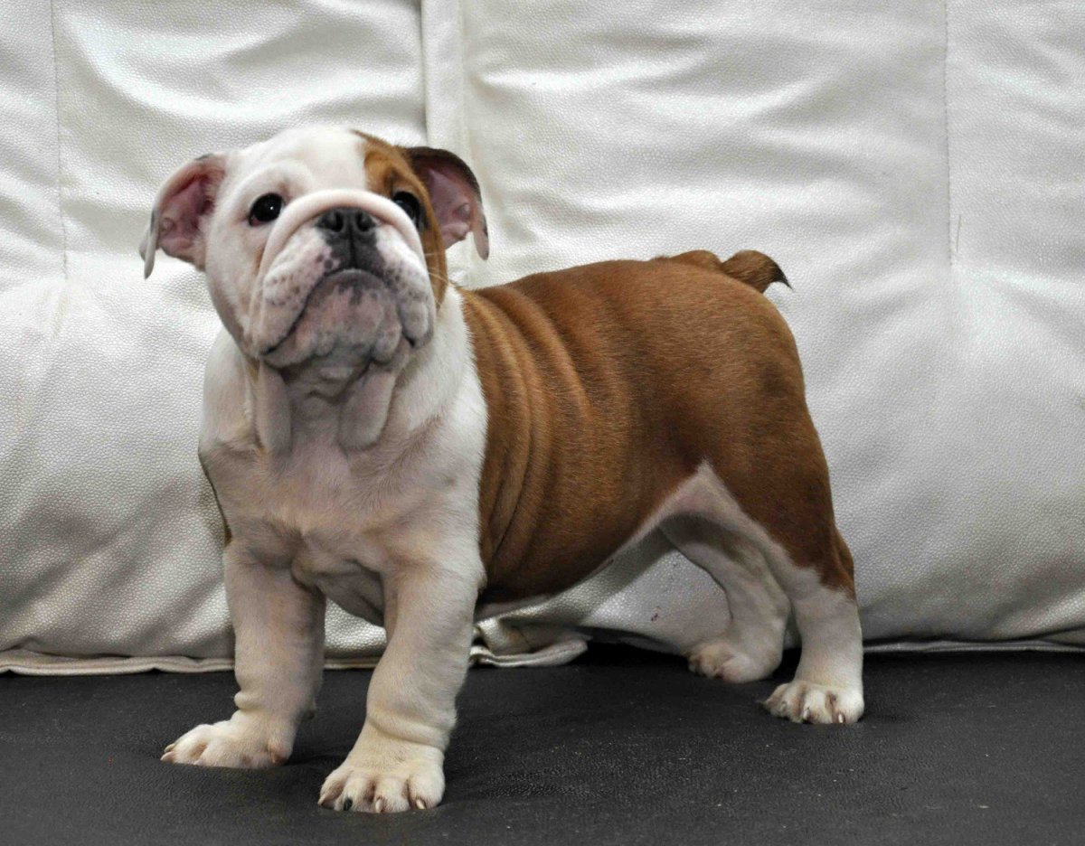 Фон с бульдогами