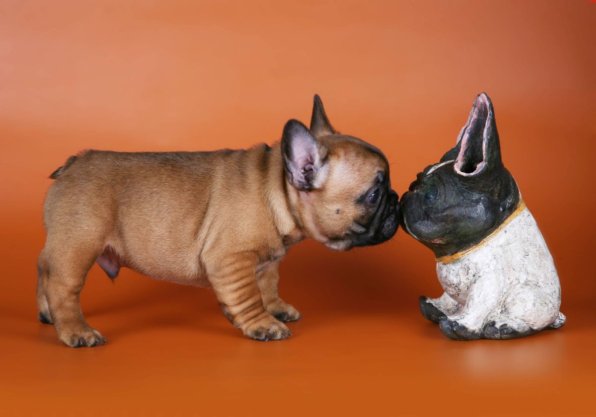 Французский бульдог