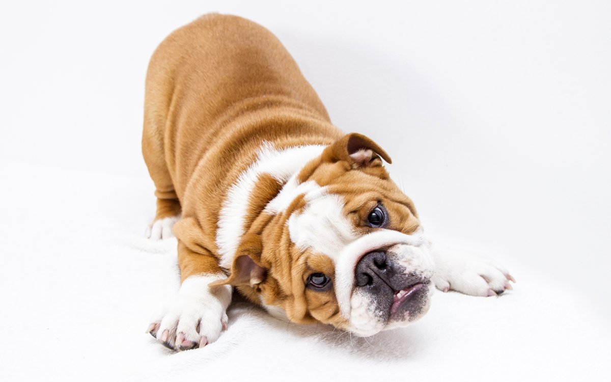 Французский бульдог белый взрослый