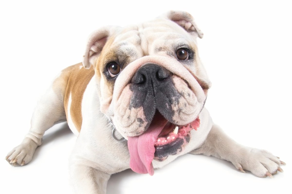 Бульдог на высоких лапах