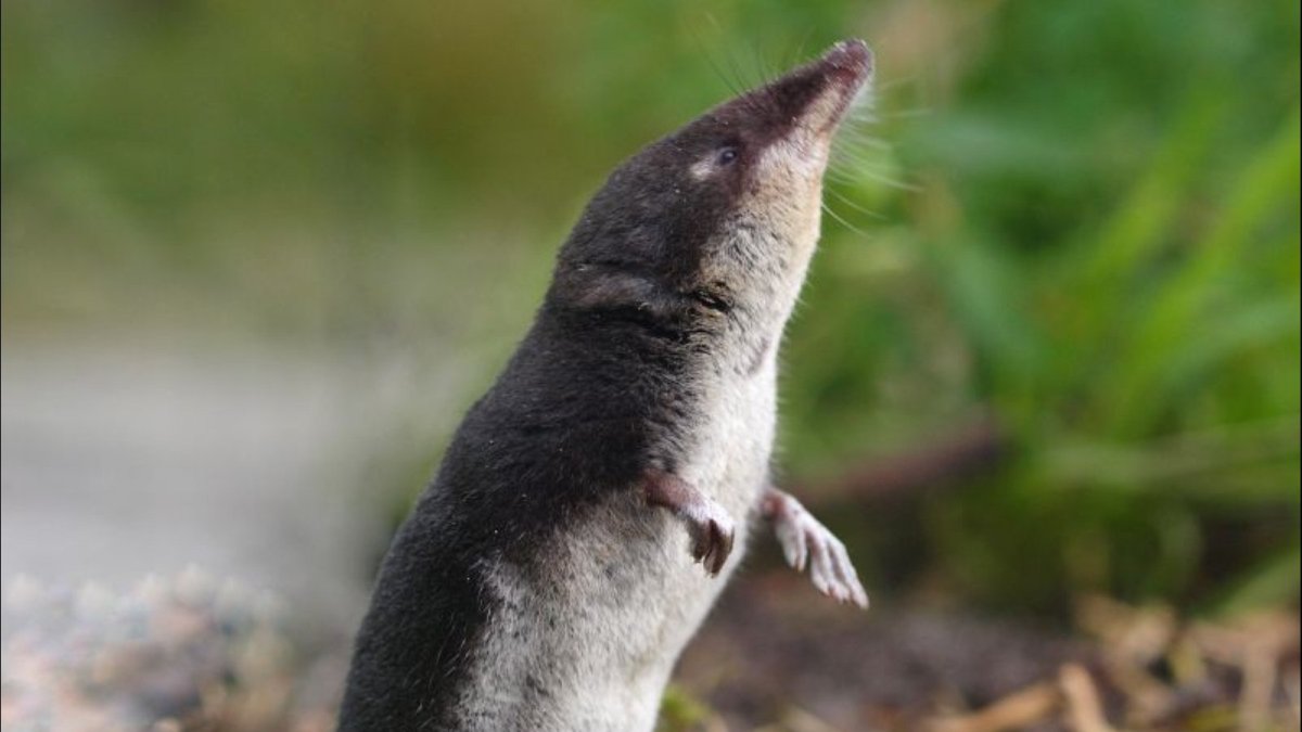 Водяная землеройка кутора