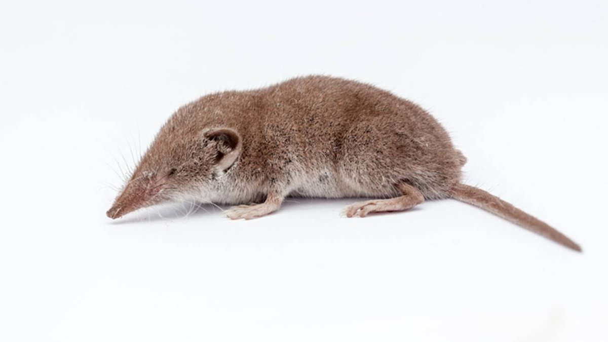 Бурозубка обыкновенная на белом фоне