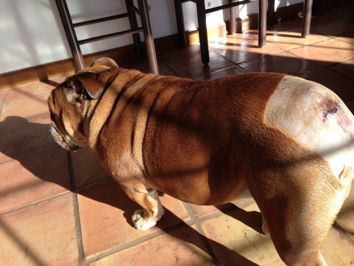 Смешные щенки